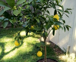 Lemon-Tree